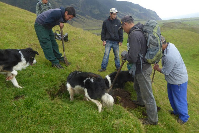 Một ngày lễ truyền thống tại đây là ngày diệt chuột. Vào ngày này, những người đàn ông trên đảo đua tranh nhau xem ai là người bắt được nhiều chuột nhất, ai bắt được con chuột lớn nhất. Việc bắt chuột được xem là để bảo vệ mùa màng cũng như các loài chim hoang dã. Ảnh: Tristan da Cunha.