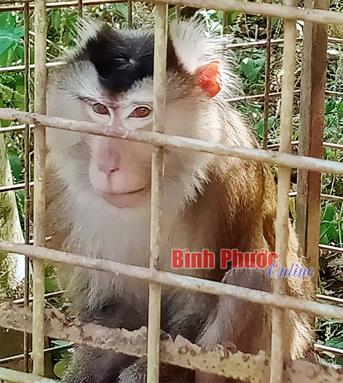 Vào sáng ngày 3/1, Hạt Kiểm lâm huyện Bù Đăng đã bàn giao một cá thể khỉ đuôi lợn nặng khoảng 8 kg cho Trung tâm Tuyên truyền, du lịch và cứu hộ, bảo tồn trực thuộc Ban quản lý Vườn quốc gia Bù Gia Mập để chăm sóc, nuôi dưỡng trước khi tái thả về môi trường tự nhiên.