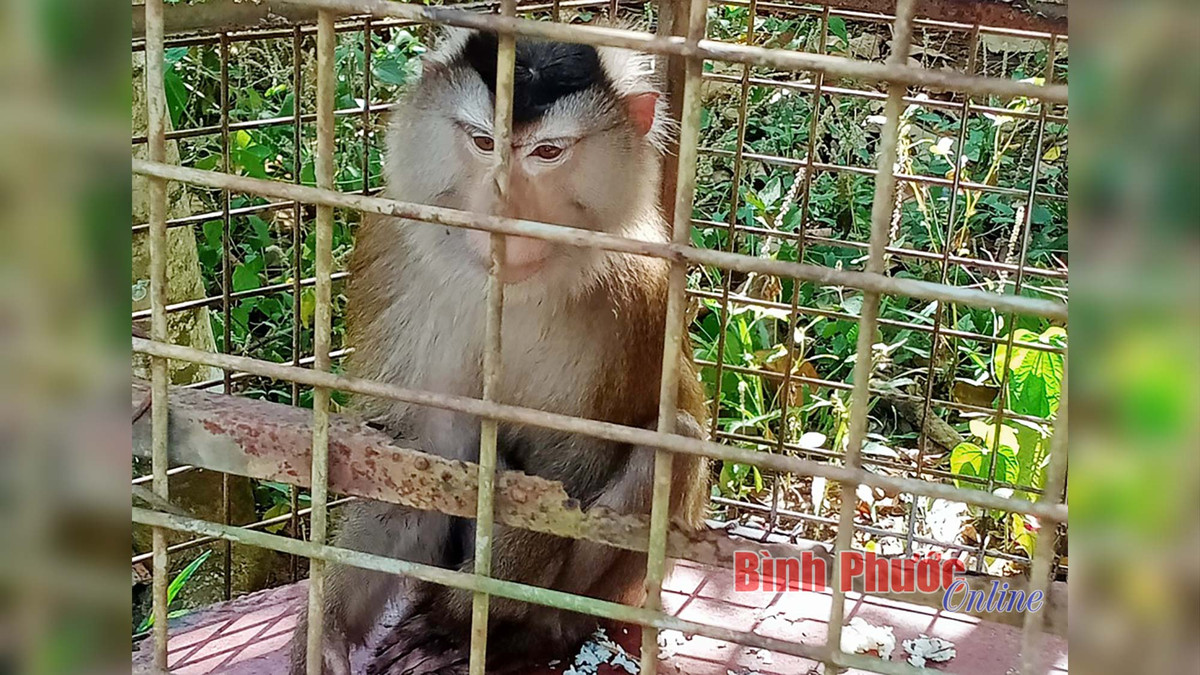 Trước đó, cá thể khỉ đuôi lợn được ông Võ Lê Minh Đức, trú thôn 6, xã Đoàn Kết, huyện Bù Đăng bàn giao cho Hạt Kiểm lâm huyện Bù Đăng. Ông Đức đã chăm sóc, nuôi dưỡng cá thể khỉ trên được khoảng 1 năm.