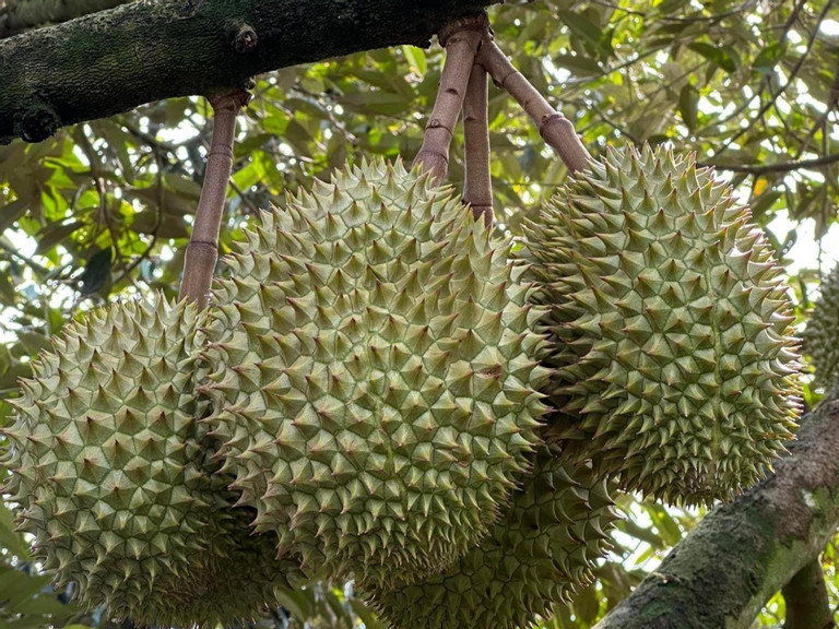 Giáp Tết, giá thuê ô tô tự lái tăng gấp đôi vẫn 'cháy' hàng Giap Tet, gia thue o to tu lai tang gap doi van 'chay' hang