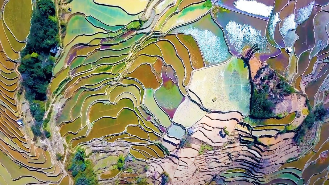 Ở đây thường trồng một vụ trong năm, bắt đầu vào tháng 4, thu hoạch vào tháng 9, kết thúc mùa gặt từ giữa tháng 9 đến tháng 11