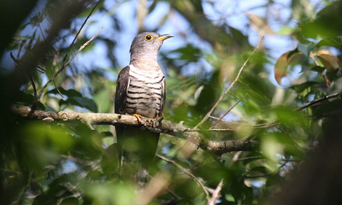 Con trống và con mái có vẻ ngoài khá giống nhau. Chúng có bộ lông màu xám trên đầu, màu nâu phần lưng cánh. Dưới bụng của chim bắt cô trói cột là các dải lông màu đen xen kẽ màu trắng.
