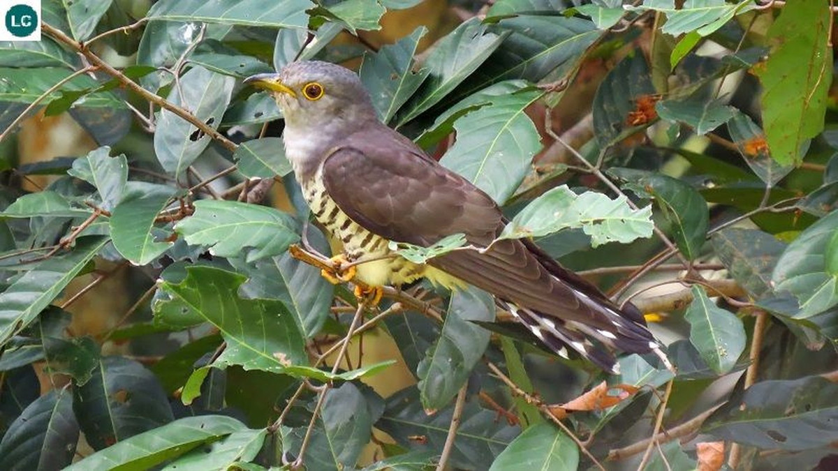 Tiếng kêu của loài chim bắt cô trói cột khá đặc biệt. Mỗi lần chúng kêu thì mọi người có thể nghe thành 4 âm khác nhau.