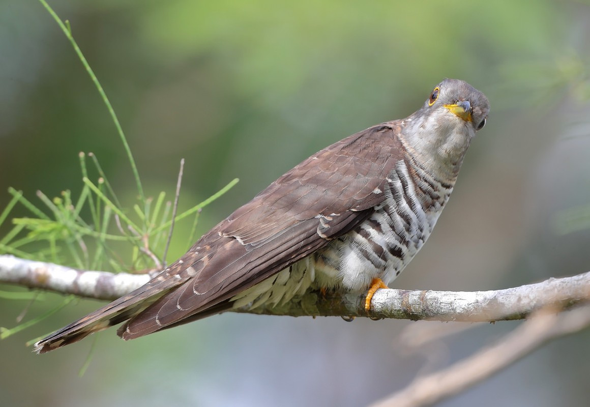 Khi trưởng thành, mỗi cá thể bắt cô trói cột có kích thước trung bình khoảng 33 cm.