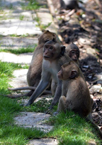 Vào chiều ngày 29/1, ông Nguyễn Huy Phương (ngụ phường 10, quận Gò Vấp, TP HCM) bàn giao 2 cá thể khỉ đuôi dài cho cán bộ Trạm cứu hộ Động vật hoang dã, thuộc Chi cục Kiểm lâm TP HCM để thả về rừng tự nhiên. Đó là 2 cá thể khỉ đực nặng lần lượt khoảng 12 kg và hơn 10 kg.