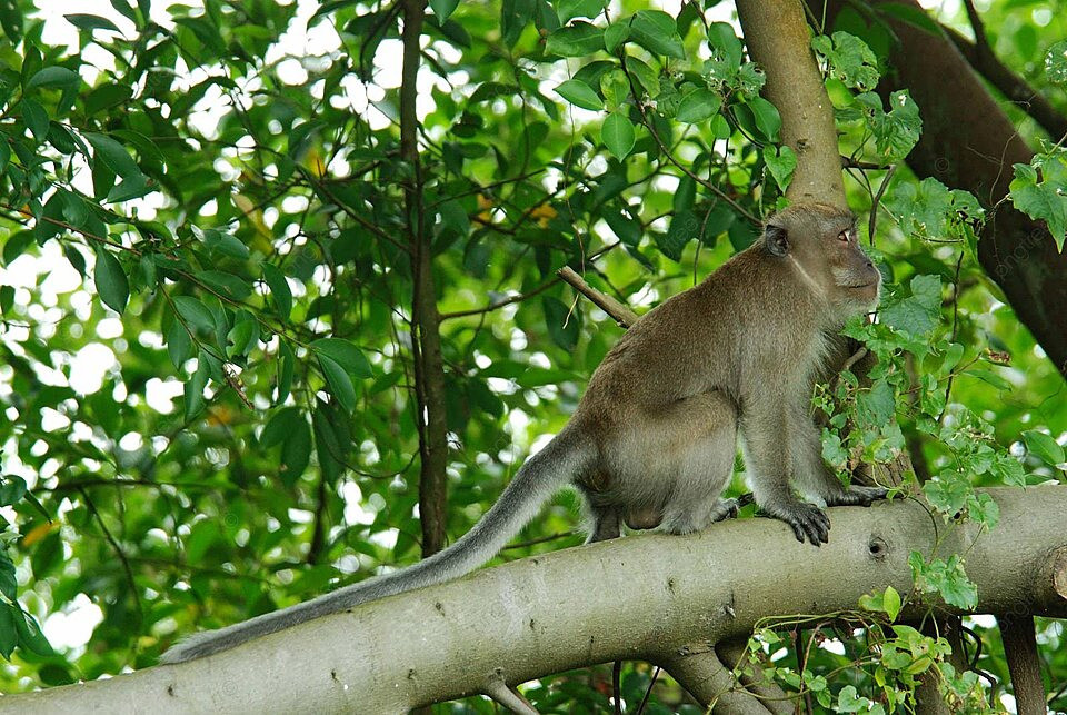 Trong thời gian qua, người dân ở nhiều tỉnh thành của Việt Nam đã tự nguyện giao nộp cho cơ quan chức năng một số cá thể khỉ đuổi dài để thả chúng về môi trường tự nhiên.