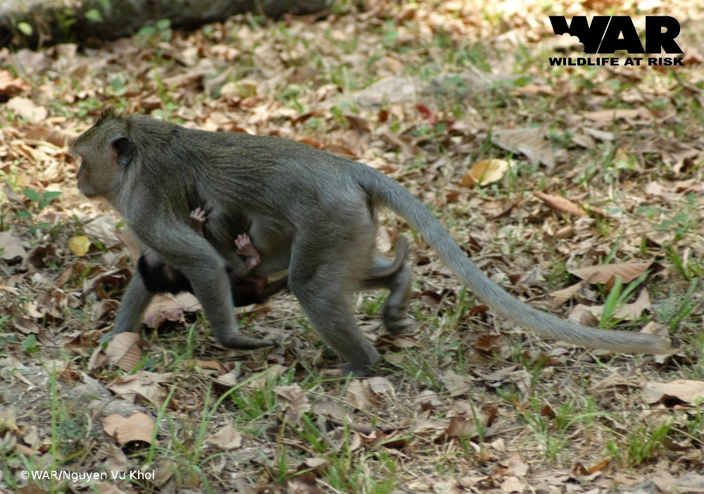 Thêm nữa, hoạt động tái thả cũng là nguồn động lực giúp các đơn vị chức năng tiếp tục đấu tranh, ngăn chặn những vụ buôn bán động vật hoang dã trái phép trong thời gian tới.