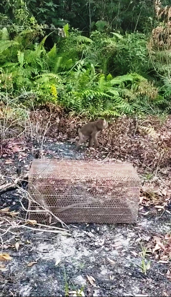 Hai cá thể khỉ quý hiếm mới được Hạt Kiểm lâm liên huyện Hàm Tân - La Gi tái thả về môi trường tự nhiên trong Khu bảo tồn thiên nhiên Tà Cú. Chúng gồm một con khỉ đuôi lợn và một con khỉ đuôi dài.