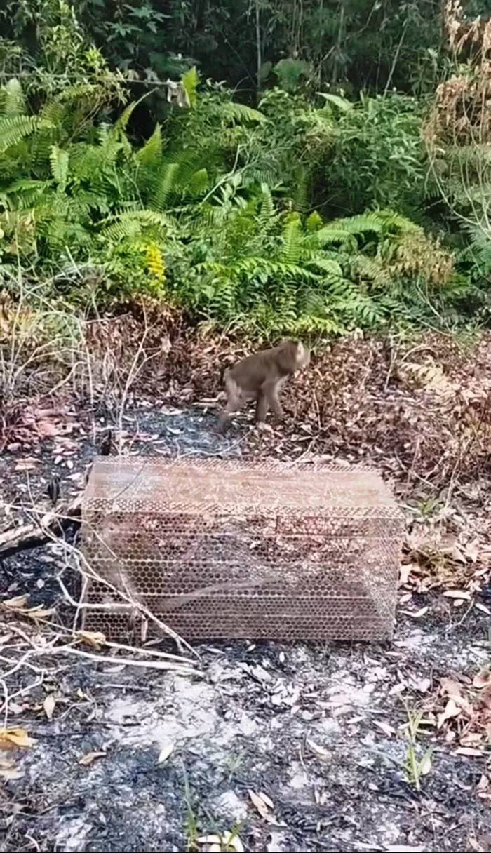 Hai cá thể khỉ quý hiếm mới được Hạt Kiểm lâm liên huyện Hàm Tân - La Gi tái thả về môi trường tự nhiên trong Khu bảo tồn thiên nhiên Tà Cú. Chúng gồm một con khỉ đuôi lợn và một con khỉ đuôi dài.