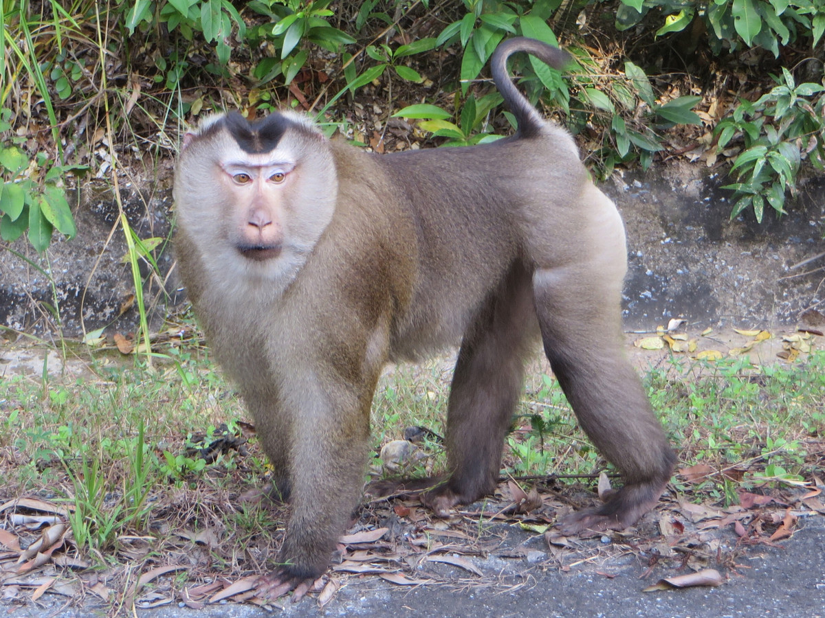 Khỉ đuôi lợn cũng nằm trong nhóm 2 thuộc Công ước về thương mại quốc tế các loài động, thực vật hoang dã nguy cấp (CITES).