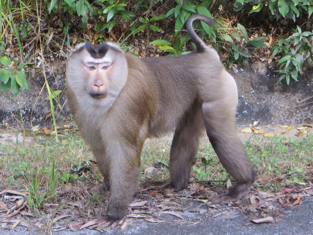 Khỉ đuôi lợn cũng nằm trong nhóm 2 thuộc Công ước về thương mại quốc tế các loài động, thực vật hoang dã nguy cấp (CITES).