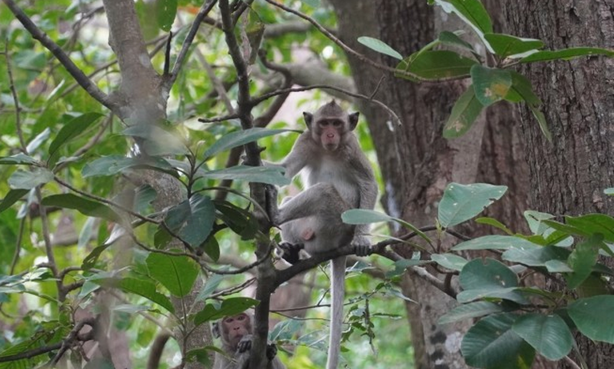 Sau 6 năm chăm sóc, gia đình ông Khánh tự nguyện bàn giao cho Hạt Kiểm lâm liên huyện Hàm Tân - La Gi để thả chúng về môi trường tự nhiên.