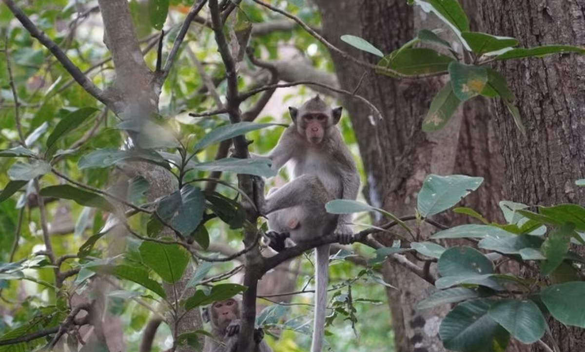Sau 6 năm chăm sóc, gia đình ông Khánh tự nguyện bàn giao cho Hạt Kiểm lâm liên huyện Hàm Tân - La Gi để thả chúng về môi trường tự nhiên.