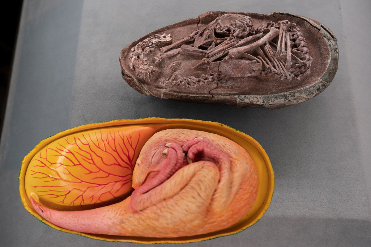 Khủng long Oviraptorosauria từng phân bố ở những vùng đất ngày nay là châu Á và khu vực Bắc Mỹ. Loài khủng long này sinh sống ở Kỷ Phấn trắng.