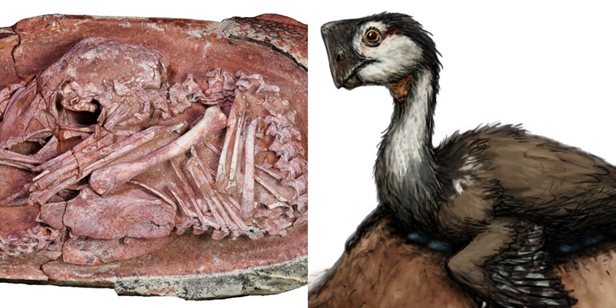 Trong suốt nhiều thập kỷ, quả trứng chứa Baby Yingliang cùng với một số quả trứng khủng long khác đã bị bỏ quên trong kho lưu trữ. Mãi cho đến gần đây, nhóm nghiên cứu tiếp cận lại những quả trứng này và tin rằng chúng có thể chứa đựng những khủng long con chưa chào đời. Vì vậy, họ đã gỡ bỏ một phần vỏ trứng và tìm thấy Baby Yingliang.