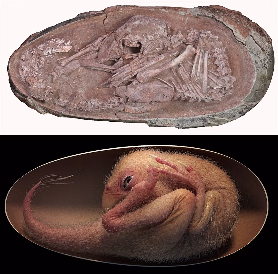 Giáo sư Steve Brusatte của Đại học Edinburgh (Scotland) một thành viên trong nhóm nghiên cứu cho hay: "Phôi thai khủng long nằm trong vỏ trứng này là một trong những phôi thai khủng long đẹp nhất, nguyên vẹn nhất mà tôi từng được thấy. Chú khủng long bé nhỏ chưa chào đời này trông như một chú chim non".