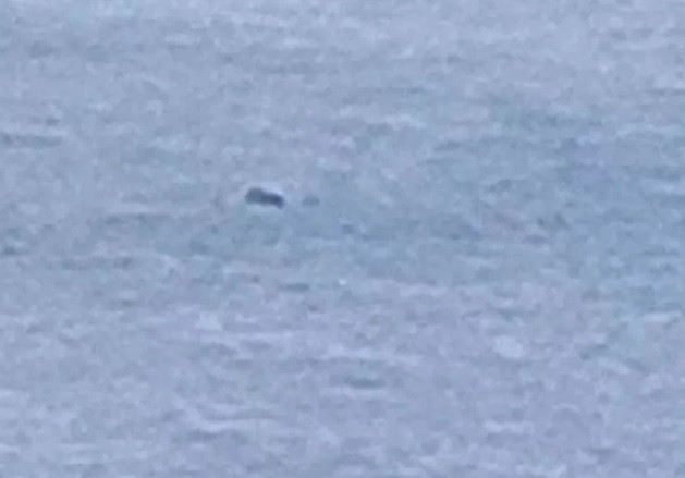 Sáng ngày 3/10, Richard Story đến từ Wigton nhìn thấy một sinh vật bơi từ bờ đến giữa hồ Loch Ness khi đang trên đường đi bộ trên cao từ Pháo đài Augustus đến Invergarry. Richard nhanh tay chụp lại được một số bức ảnh và quay video làm bằng chứng. Thế nhưng, chất lượng ảnh và video khá thấp nên nhiều người cho rằng khó có thể khẳng định đó là quái vật hồ Loch Ness.