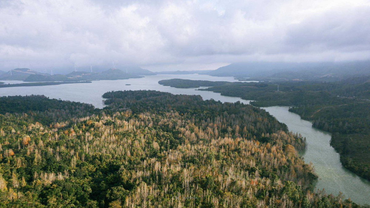 Theo báo Sức khỏe đời sống, cây sau sau còn được sử dụng để làm thuốc, bộ phận dùng làm thuốc là quả, lá, rễ, nhựa… có tác dụng hỗ trợ chữa đau răng, nổi mẩn, mề đay… Ảnh: DucHieumedia