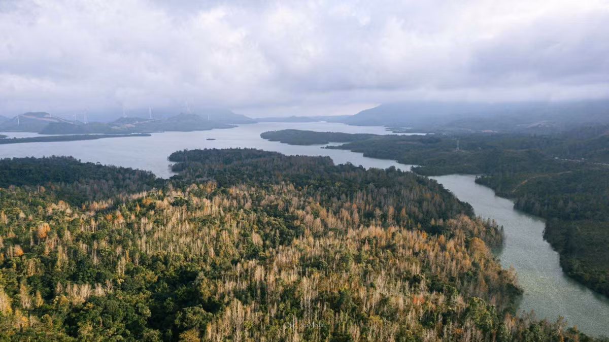 Theo báo Sức khỏe đời sống, cây sau sau còn được sử dụng để làm thuốc, bộ phận dùng làm thuốc là quả, lá, rễ, nhựa… có tác dụng hỗ trợ chữa đau răng, nổi mẩn, mề đay… Ảnh: DucHieumedia