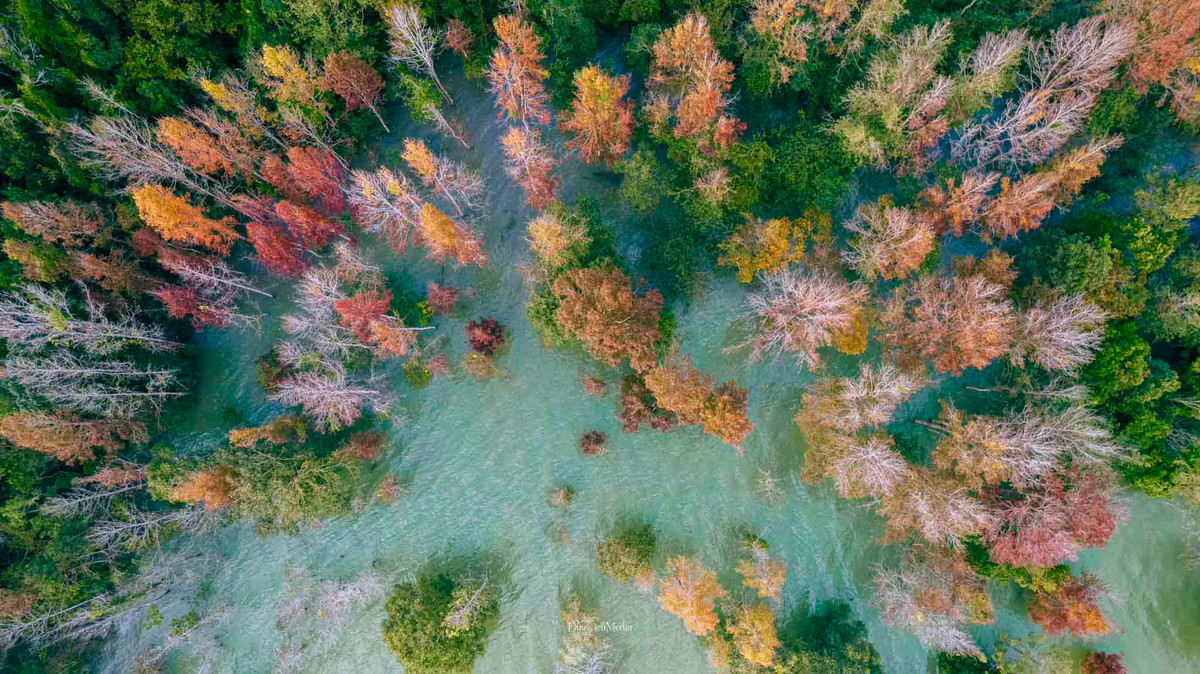 Khung cảnh rừng sau sau nhìn từ trên cao đầy ấn tượng bởi sắc là đỏ, cam, xanh và cả những cây sau sau đã rụng lá màu trắng xám, xen kẽ vào nhau. Ảnh: DucHieumedia