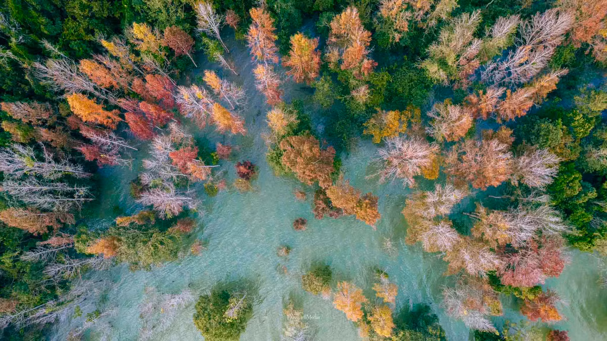 Khung cảnh rừng sau sau nhìn từ trên cao đầy ấn tượng bởi sắc là đỏ, cam, xanh và cả những cây sau sau đã rụng lá màu trắng xám, xen kẽ vào nhau. Ảnh: DucHieumedia