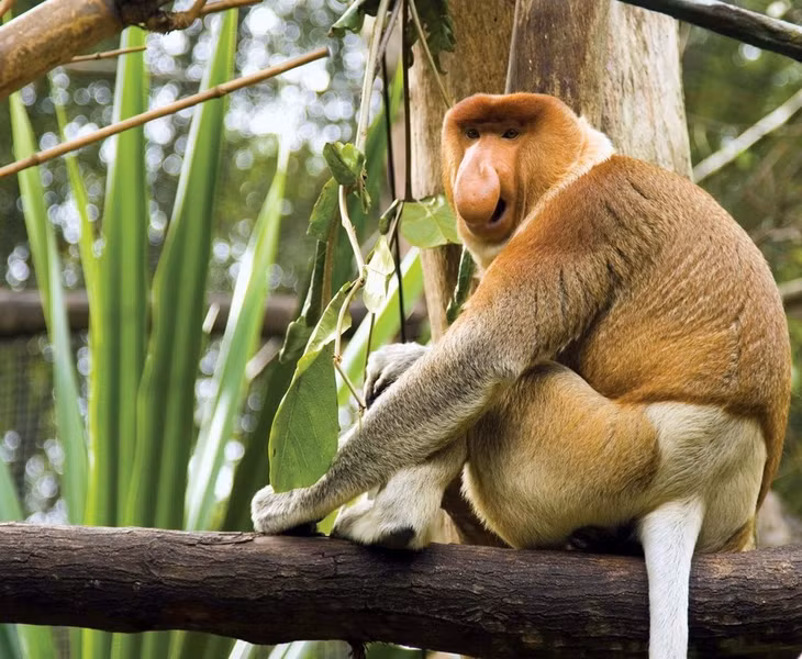 Tập tính nhai lại xuất phát từ việc thức ăn chủ yếu của khỉ vòi là lá cây, vốn không có nhiều chất dinh dưỡng. Việc nhai lại sẽ giúp tận dụng tối đa nguồn năng lượng sống mà loại thực phẩm này có thể cung cấp. Món ăn ưa thích của khỉ vòi chủ yếu là hoa, quả, lá cây và các loại hạt. Đôi khi chúng ăn cả những loại côn trùng.