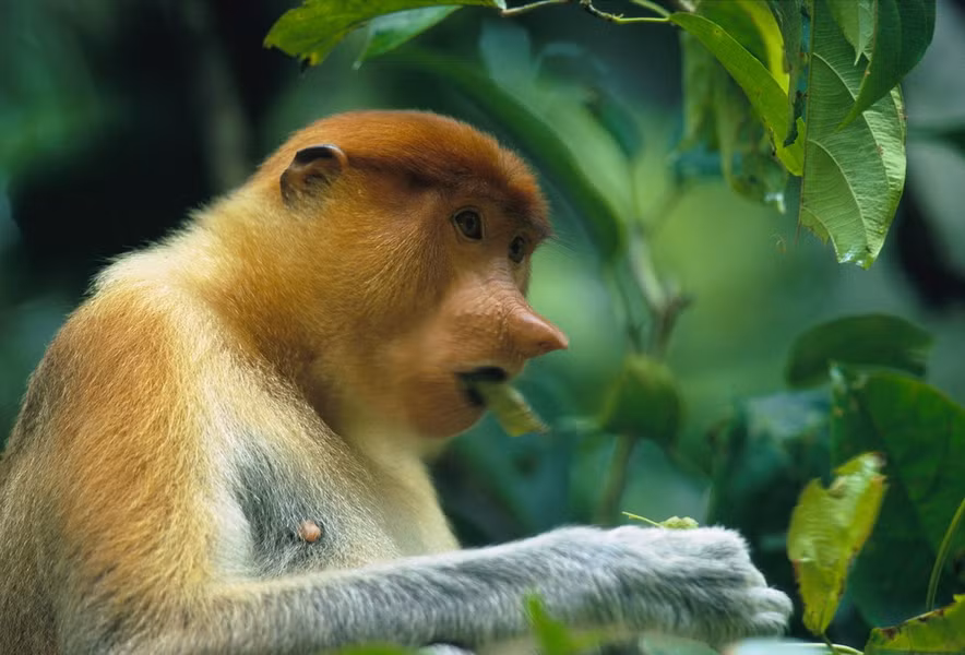 Ngày nay, số lượng khỉ vòi đã bị sụt giảm ở mức báo động. Trong vòng 30 – 40 năm qua, số lượng loài này đã sụt giảm 50%. Các chú khỉ con gặp rất nhiều bất trắc trong quá trình sinh trưởng. Nguyên nhân là những khó khăn trong việc sinh tồn và đặc biệt là sự săn bắn quá mức của con người. Trong Sách Đỏ IUCN, chúng đã được xếp vào danh mục động vật nguy cấp. 