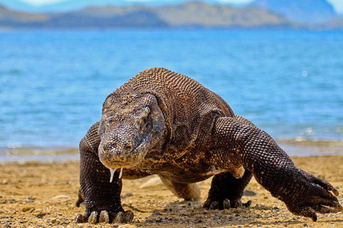 Có tên khoa học là Varanus komodoensis, rồng Komodo là một loài thằn lằn lớn. Chúng hiện chỉ được tìm thấy trên một số hòn đảo của Indonesia.
