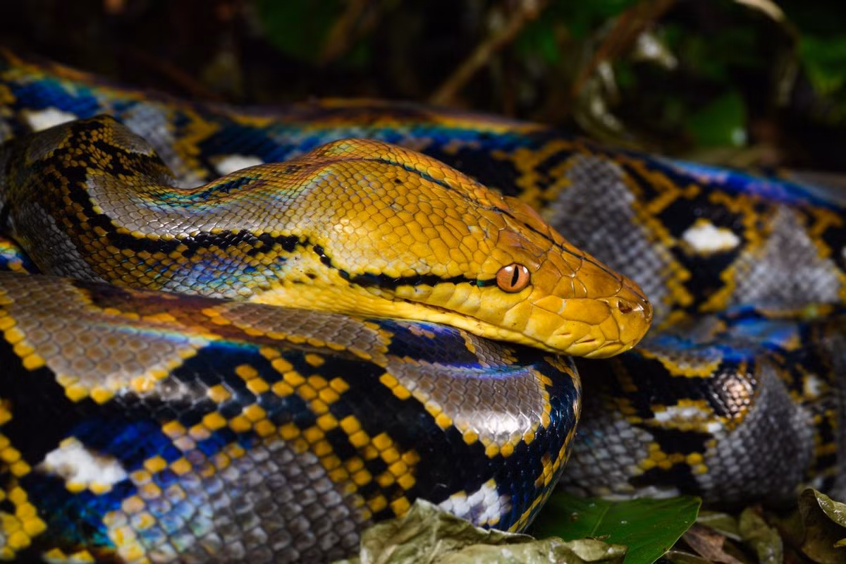 Trăn gấm có tên khoa học là Python reticulatus. Loài này cũng thuộc nhóm IIB, động vật rừng nguy cấp, quý hiếm, được xếp tên trong Sách Đỏ Việt Nam. Loài này thường sống ở rừng thưa, gần các sông suối. Chúng dành phần lớn thời gian trên cây. Loài này có khả năng bơi lội rất giỏi, chủ yếu hoạt động về đêm.