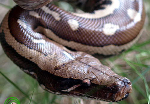 So với 2 loài trăn trên, trăn cộc có kích kích thước nhỏ nhất với chiều dài cơ thể chỉ khoảng 2m khi trưởng thành. Tuy nhiên, đây là loài trăn hiếm nhất. Chúng phân bố chủ yếu ở miền Nam Việt Nam.