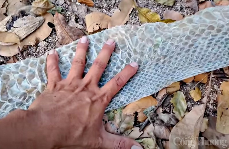 Vì vậy, anh V. Sơn suy đoán một con rắn đã lột da vào đêm ngày 7/1. Do đó, anh mới tìm thấy bộ da rắn mà con vật này để lại vào sáng hôm sau. Ảnh: Công thương.