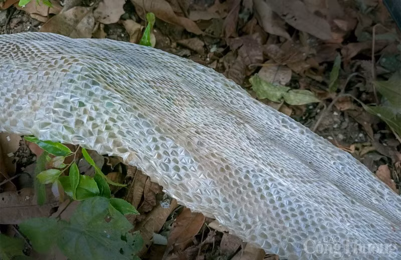 Căn cứ vào bộ da rắn, anh V. Sơn phỏng đoán nó có thể thuộc về một con rắn hổ mây (hay còn gọi hổ mang chúa). Nếu đó thực sự là rắn hổ mây thì đây là cá thể động vật hoang dã quý hiếm, có nguy cơ tuyệt chủng nên được giới chức trách nỗ lực bảo tồn. Ảnh: Công thương.