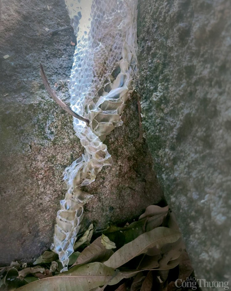 Anh V. Sơn cho hay vườn rừng của gia đình trên núi Cấm rộng hơn 9.000 m2, chủ yếu trồng xoài, me. Trong 2 ngày từ ngày 6 - 7/1, anh có lên vườn nhưng không phát hiện bộ da rắn. Ảnh: Công thương.