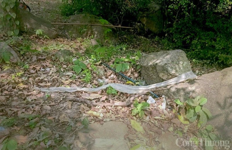 Theo lời kể của anh V. Sơn, bộ da rắn khổng lồ được anh tìm thấy vào sáng ngày 8/1 khi phát hoang, dọn cỏ vườn. Đây là lần đầu tiên anh phát hiện một bộ da rắn có kích thước lớn như vậy. Ảnh: Công thương.