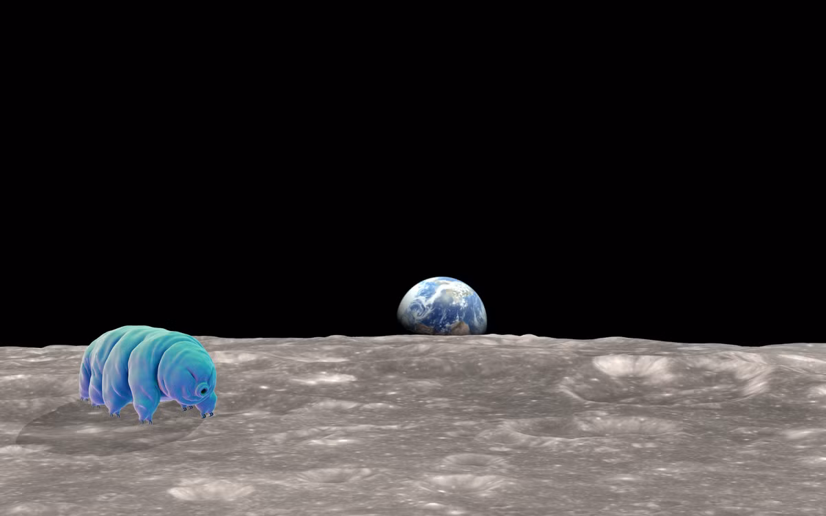 Năm 2007, hàng nghìn con "quái vật bất tử" tardigrade được các nhà khoa học gắn lên vệ tinh bay vào không gian. Sau khi trở về Trái Đất, họ phát hiện chúng vẫn sống sót. Thậm chí, những con cái còn đẻ trứng ngoài không gian và cho ra những con bọ gấu nước mới.