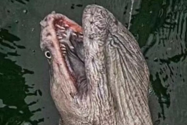 "Tôi đã đánh cá được 50 năm và chưa bao giờ thấy thứ gì giống như vậy. Nó không phải là cá chình vảy hay cá chình bạc. Những chiếc răng của nó trông giống của loài cá chình Moray. Thế nhưng, khuôn mặt của nó khá đáng sợ. Sinh vật này dài gần 3m", ông Moyce chia sẻ trên Facebook ngày 3/1.