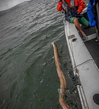 Trong lúc đi câu ở ngoài khơi New South Wale, Australia, cần thủ Jason Moyce đã "tóm" được một thủy quái khủng. Sinh vật này có hình dáng gây kinh hãi.
