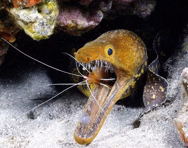 Nguyên do là bởi cá chình Moray là một nhóm gồm khoảng 200 loài thuộc họ Muraenidae. Chúng sinh sống chủ yếu tại các vùng biển nhưng một số loài còn phân bố ở các vùng nước lợ và nước ngọt.
