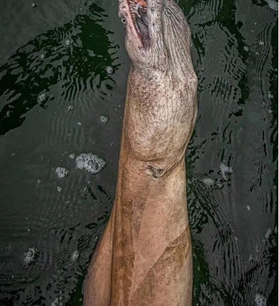 Theo lời kể của ông Moyce, thủy quái đáng sợ đó có đôi mắt to tròn, miệng rộng và hàm răng vô cùng sắc nhọn. Ông cho rằng đó có thể là một con cá chình lớn.