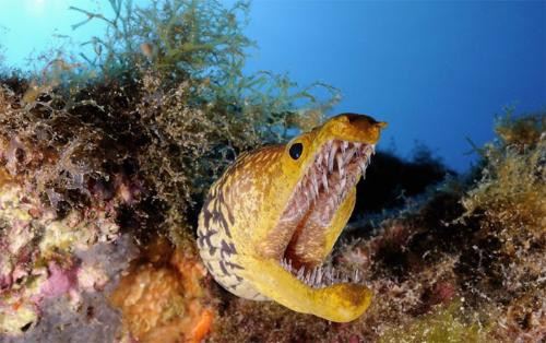 Theo đó, cư dân mạng vẫn tranh luận sôi nổi nhằm sớm tìm ra câu trả lời về thủy quái mà ông Moyce bắt được là gì.