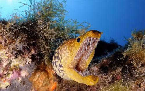 Theo đó, cư dân mạng vẫn tranh luận sôi nổi nhằm sớm tìm ra câu trả lời về thủy quái mà ông Moyce bắt được là gì.