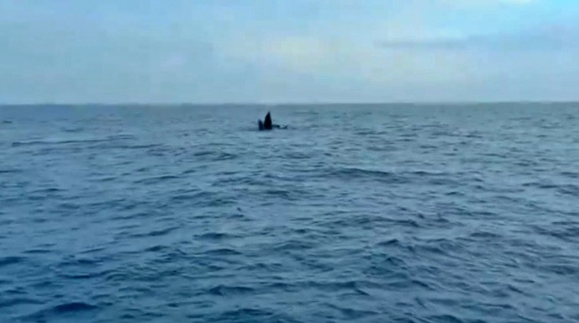 Một người dân khi đang câu mực tại cồn Phài, cách bờ biển thị trấn Cô Tô khoảng 2 - 3 km thì bất ngờ nhìn thấy đàn cá heo gồm hàng chục con. Ảnh: VOV.