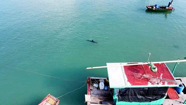 Việc cá voi, cá heo xuất hiện thường xuyên trong thời gian qua là minh chứng cho thấy môi trường biển ở Cô Tô ngày càng tốt lên. Nhờ đó, nhiều loài quý hiếm từ đại dương đã tìm về kiếm ăn, sinh sản. Ảnh: Tiền phong.