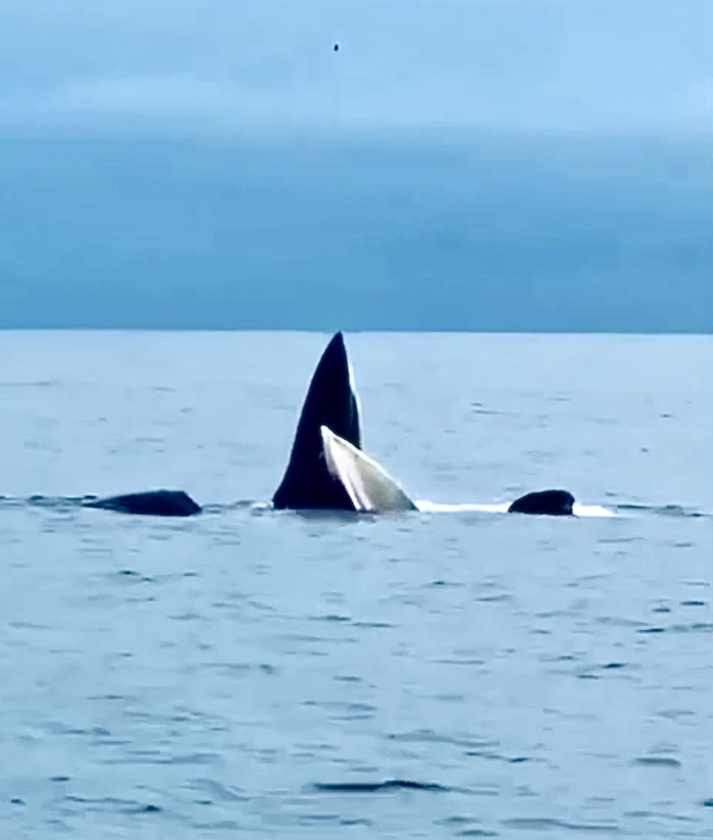 Tháng 9/2023, người dân huyện đảo Cô Tô liên tục ghi được hình ảnh những con cá voi xuất hiện tại vùng biển Cô Tô. Theo các hình ảnh, video được người dân quay được, đàn cá voi bất ngờ trồi lên mặt nước, nô đùa trong khoảng vài tiếng rồi lặn xuống. Ảnh: baoquangninh.