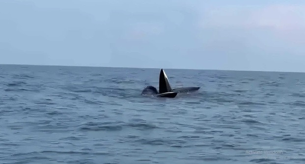 Đây không phải là lần đầu tiên cá heo, cá voi xuất hiện tại vùng biển Cô Tô thu hút sự chú ý của công chúng. Trước đó, vào giữa tháng 12/2023, các chiến sĩ Đồn Biên phòng Cô Tô trên đường tuần tra đã ghi lại được đoạn clip dài 35 giây về đàn cá voi xuất hiện ở phía Đông Nam đảo Cô Tô, cách bờ khoảng 6 hải lý. Ảnh: Người lao động.