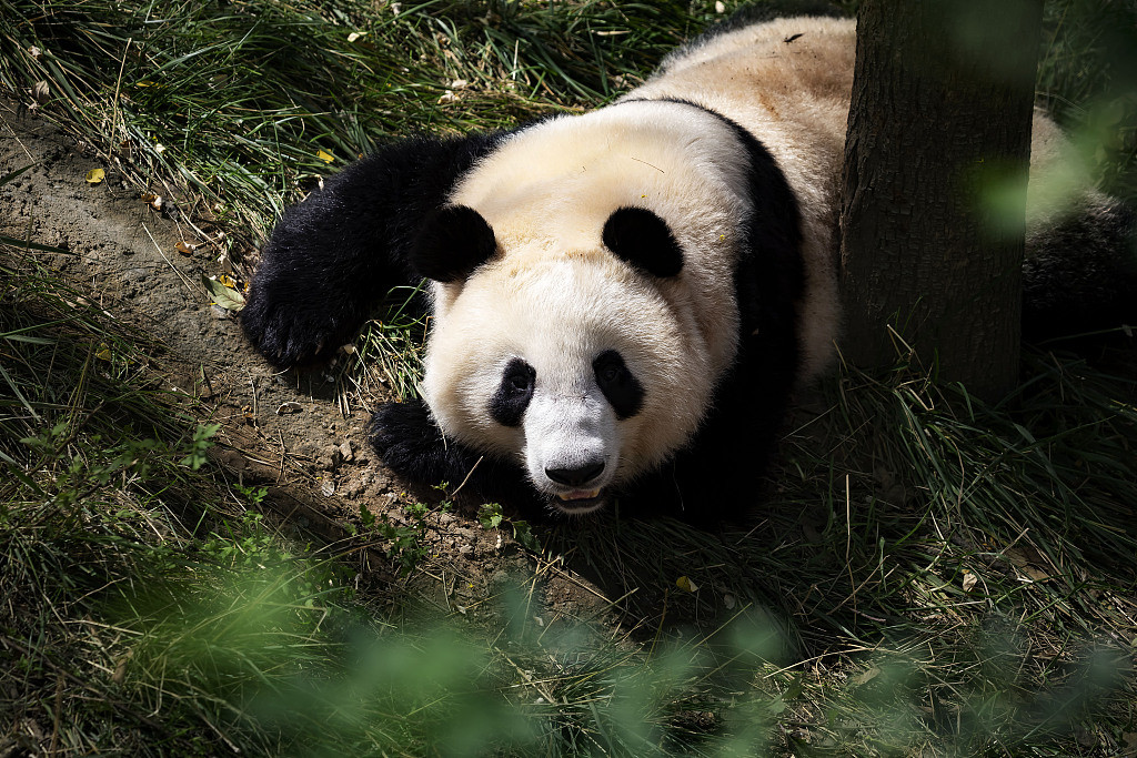 Thêm nữa, dãy núi Tần Lĩnh là nơi phân bố của nhiều loài động thực vật. Nơi đây được mệnh danh là "ngân hàng gene" sinh học hoang dã của Trung Quốc bởi dãy núi này là nơi sinh sống của khoảng 3.800 loại thực vật có hạt và 587 loài động vật hoang dã (bao gồm gấu trúc).