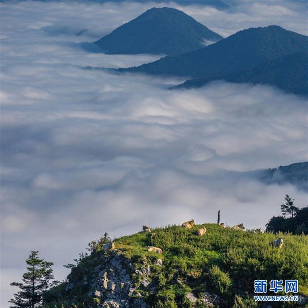 Người Trung Quốc thời phong kiến quan niệm nếu chôn cất tổ tiên ở vùng đất long mạch thì sẽ phù hộ cho con cháu ngàn đời sau có cuộc sống gặp nhiều may mắn, ấm no, giàu có.