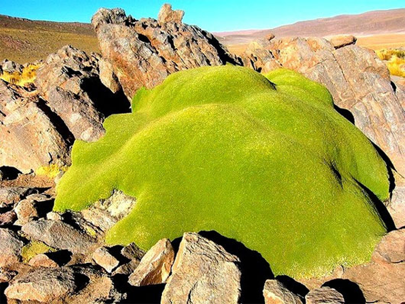 Yareta rất dày và khô nên chúng cháy rất tốt, giống như một tảng than bùn, nên thường được con người thu hoạch làm nhiên liệu đốt và dầu ăn phục vụ nấu nướng.