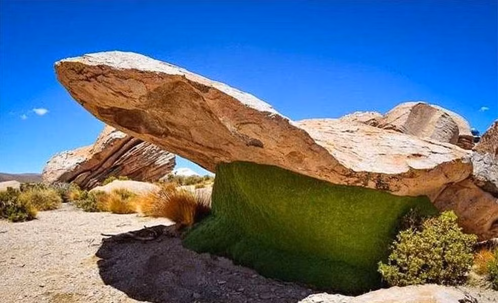 Người dân địa phương thường dung chúng để giảm đau cho các bệnh nhân thấp khớp. Loại trà làm từ lá cây Yareta cũng được cho là có thể giúp kiểm soát huyết áp và bệnh tiểu đường. Nó cũng được sử dụng như một bữa ăn nhẹ dành cho những người muốn giảm cân.