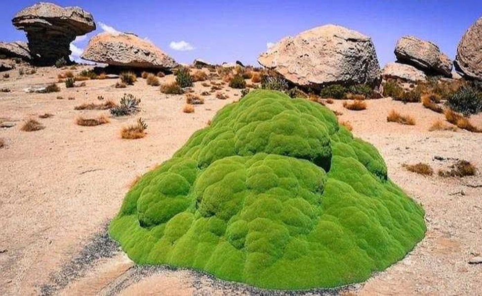 Lượng Yareta bị khai thác nhiều tới nỗi chúng đang đứng trước nguy cơ diệt vong.